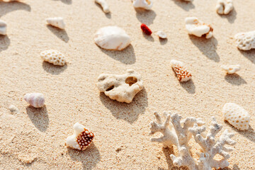 Different Seashells and corals on sandy beach as minimal trend pattern. Stylish layout from found shells and coral on ocean shore. Summer relahation concept, beach vibes. Top view outdoors