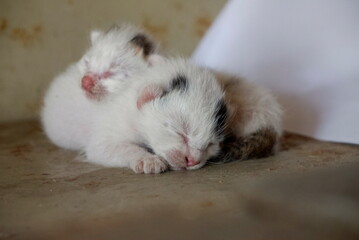 Obraz premium Two newborn kittens abandoned.