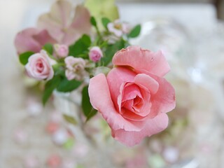 ピンクの薔薇