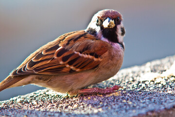 sparrow on the rock