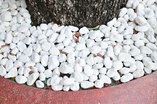 Closeup of Many white rocks are placed around the tree to decorate it beautifully inside the park at Thailand.