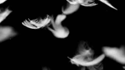 White fluffy feathers falling. Slow motion on black background. Black and white for compositing and presentation.