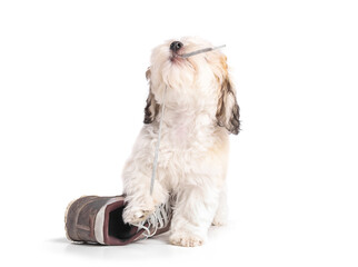 Puppy dog pulling on shoe lace while standing on shoe. Cute fluffy puppy dog playing with a shoe....