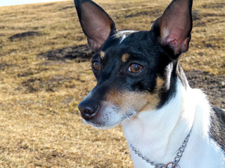 A close up to a Toy Fox Terrier looking at the camera on a leash