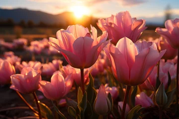 Tuinposter Pink tulips in a field with the sun setting behind the clouds © yuchen
