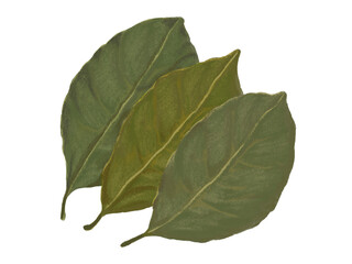 ローリエ（乾燥葉）