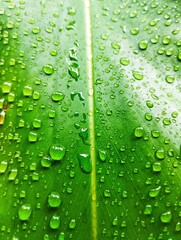 Water droplets on a green leaf