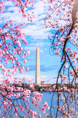 Washington, DC at the Tidal Basin and Washington Monument during cherry blossom festival in spring season.