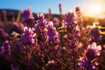 Bee hovers above purple flowers in grassy landscape under the violet sky © yuchen