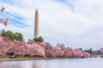 Washington, DC at the Tidal Basin and Washington Monument during cherry blossom festival in spring season.