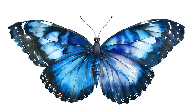 Watercolor of a black and blue butterfly isolated on transparent background