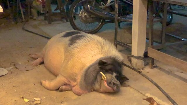A large pig sleeping on a concrete floor in a rustic structure.