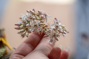 mano sosteniendo flores silvestres pequeñas