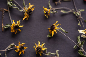 flores silvestres de pétalos amarillos dispuestas circularmente sobre fondo negro
