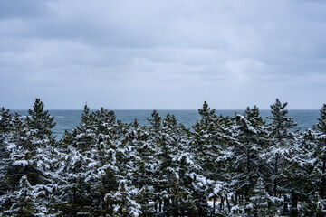 바다 그리고 소나무