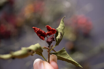 mano sosteniendo flor silvestre seca con fondo desenfocado, en rojo y verde.