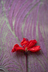 flor roja preservada silvestre sobre textura rosada 