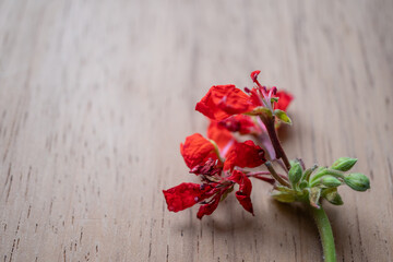 florecitas rojas sobre base de madera con espacio para texto