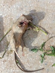 Death animal, died moose died mouse, died animal due to disease png of died mice