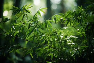 Close up of a bamboo plant in a jungle with sunlight filtering through leaves