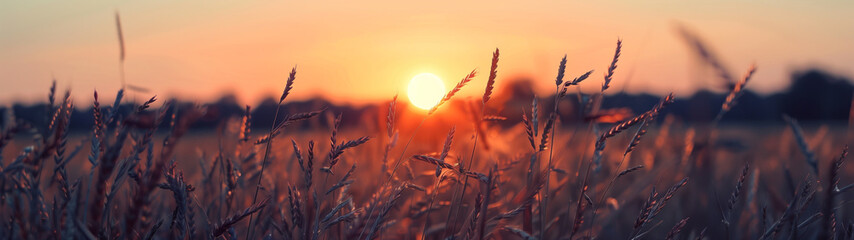 Sunset Over a Beautiful Oat Field