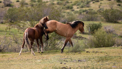 Arizona wild horse stallions kicking while fighting in the Salt River area near Mesa Arizona United States