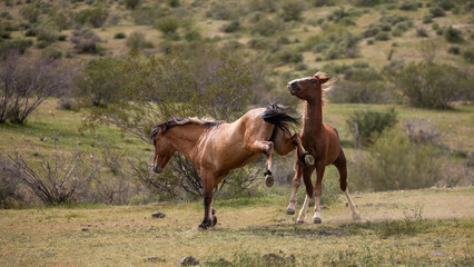 Salt River wild horse stallions kicking while fighting in the Arizona desert area near Scottsdale...