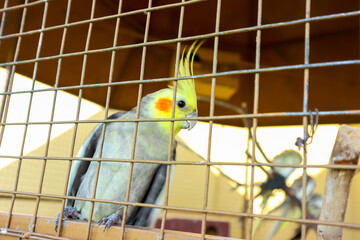 The beauty of Cockatiel or Parrots in a cage