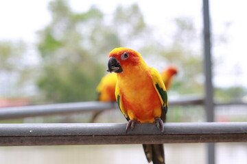 Macaw birds animal catch on iron railing in zoo. - 761950766