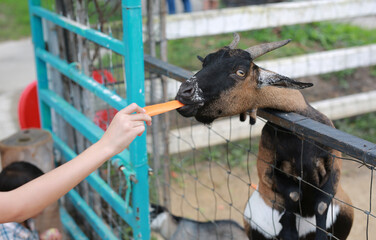 Close-up child hand feed and give carrot to goat in cage at zoo. - 761950928