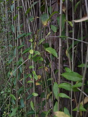 Textured Bright green leaves of creeper plants Rhaphidophora celatocaulis Hayi korthalsii Schott plants growing climbing that spreads over on old cement wall.
