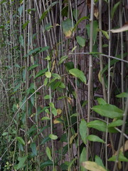 Textured Bright green leaves of creeper plants Rhaphidophora celatocaulis Hayi korthalsii Schott...