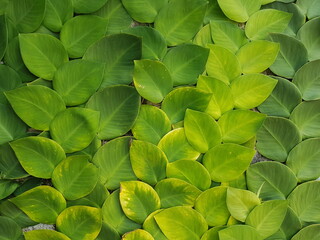 Textured Bright green leaves of creeper plants Rhaphidophora celatocaulis Hayi korthalsii Schott plants growing climbing that spreads over on old cement wall.