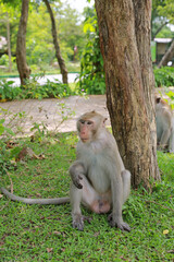Portrait of cynomolgus monkey sitting on green grass. - 761951959