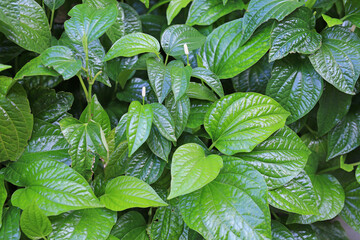 Green herb betel leaf or Chaplu leaves. Herb in Thailand. - obrazy, fototapety, plakaty