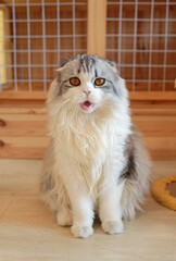 Persian Scottish fold cat with mouth open and looking camera sitting on wood floor in house. - 761952325