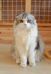 Portrait of cute Persian Scottish fold cat sitting in cat house and looking camera. - 761952375