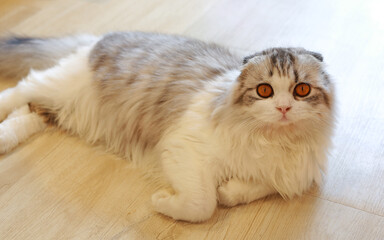 Portrait of cute Persian Scottish fold cat sitting in cat house and looking camera.