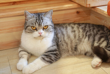 Portrait of cute American short hair cat looking something and lying on wood floor in house. - 761952564