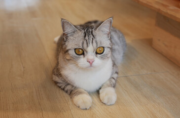 Portrait of cute American short hair cat looking something and lying on wood floor in house.