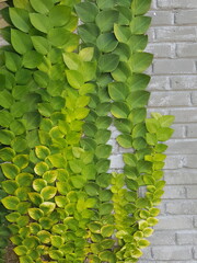 Textured Bright green leaves of creeper plants Rhaphidophora celatocaulis Hayi korthalsii Schott...