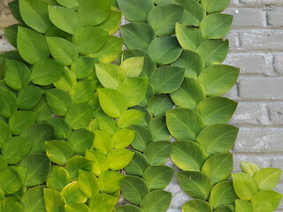Textured Bright green leaves of creeper plants Rhaphidophora celatocaulis Hayi korthalsii Schott...