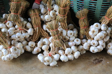 Garlic bunch after harvest tied to easy for store and sale. - 761952971