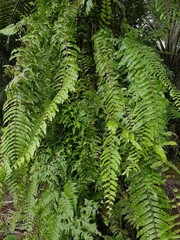 Textured Bright green leaves of creeper plants Rhaphidophora celatocaulis Hayi korthalsii Schott...