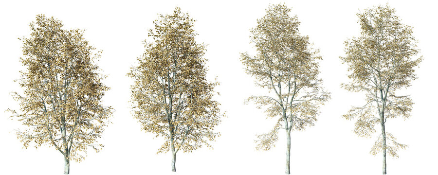 Tilia Platyphyllos tree isolated on transparent background 3d PNG