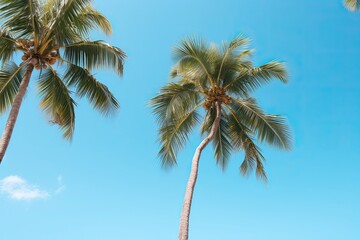 Fototapeta na wymiar Low angle view of tropical palm trees over clear blue sky background with copy space