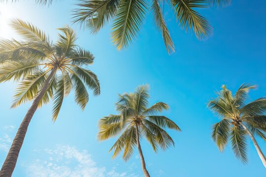 Low angle view of tropical palm trees over clear blue sky background with copy space