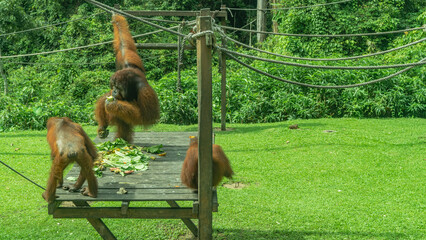 Feeding time in the Sepilok Orangutan Rehabilitation Centre. Fruits are laid out on a wooden floor....