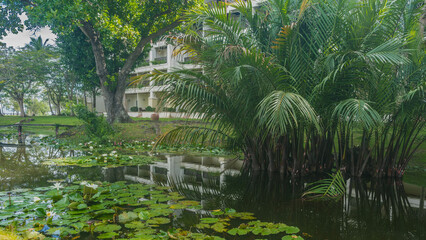 Fototapeta na wymiar White water lilies bloom in the pond of the tropical park. Green leaves on the water. Palm trees on the shore. The building is far away. Reflection. Malaysia. Borneo. Kota Kinabalu