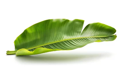 Poster Banana leaf isolated white background, bright green present comforting moisture © DrPhatPhaw